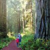 Redwood National Park. Photo via Bigstock
