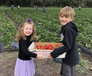 Kids can pick their own strawberries at Oak Haven Farms & Winery.